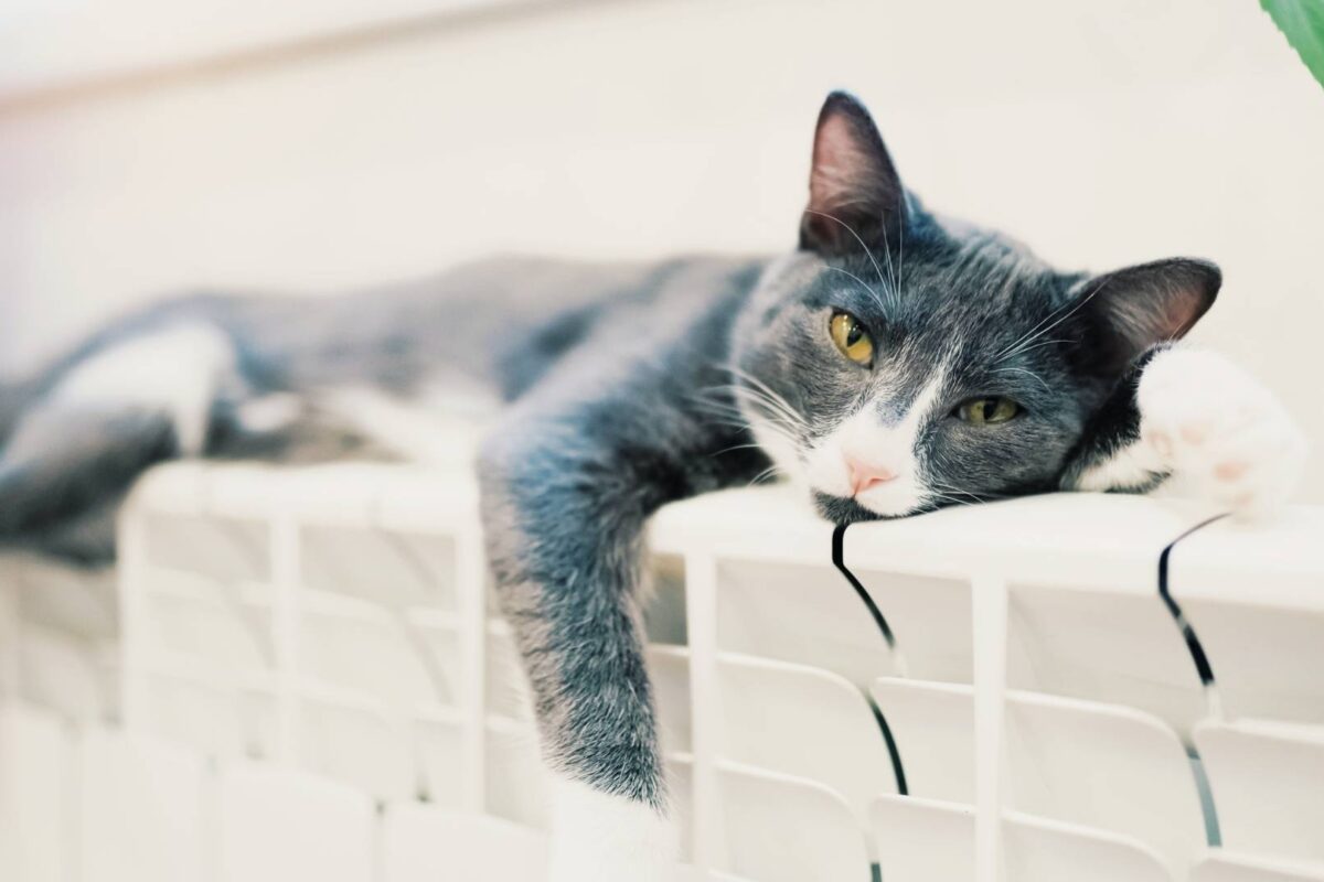 Gato gris sobre un radiador durmiendo de forma plácida