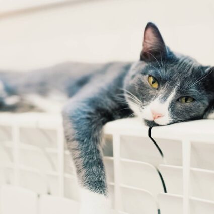 Máis Enerxia Galega